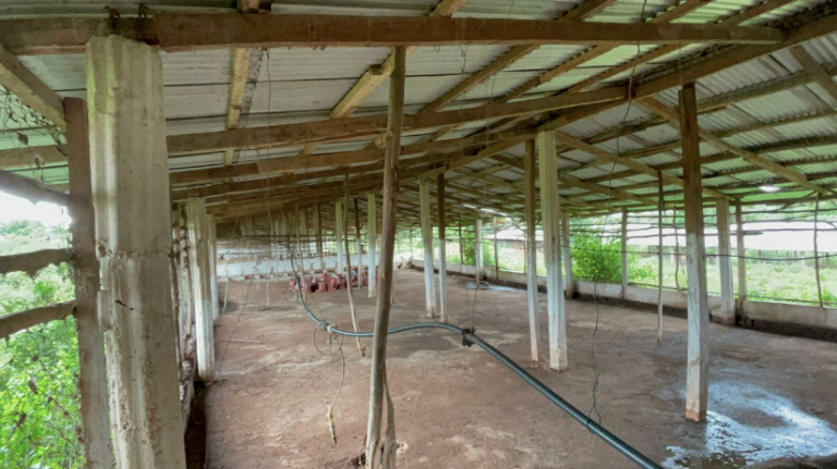 Élevage : à la rencontre des aviculteurs abandonnés par l’Etat à Coyah et Forécariah après le passage de la grippe aviaire