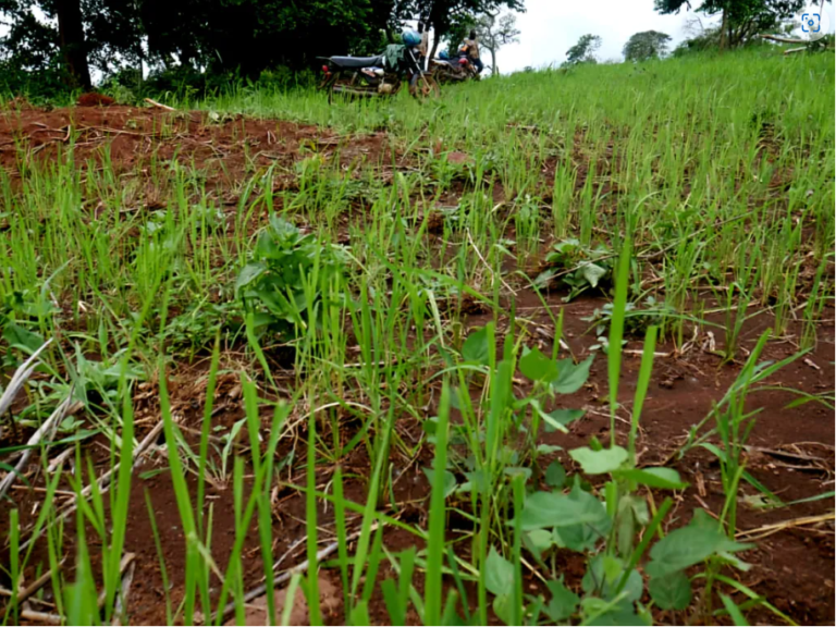 Guinée : les conflits entre éleveurs et agriculteurs mettent en péril la sécurité alimentaire à Lola