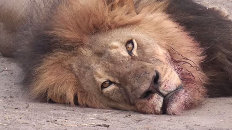 Mali : Un éleveur condamné pour abattage  »illégal » d’un lion dans une zone protégée